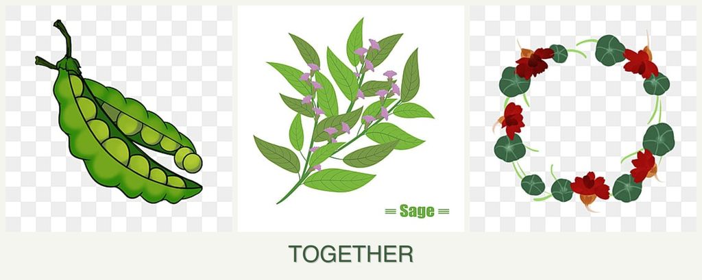 Can you plant peas, sage and nasturtiums together?