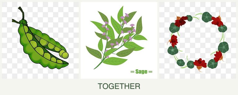 Can you plant peas, sage and nasturtiums together?
