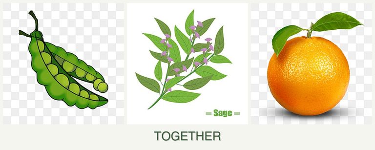Can you plant peas, sage and oranges together?