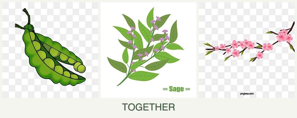 Can you plant peas, sage and peaches together?