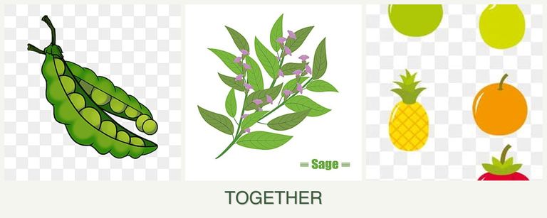 Can you plant peas, sage and pears together?