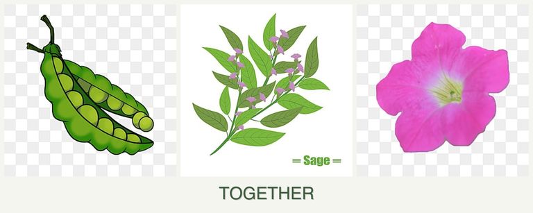 Can you plant peas, sage and petunias together?