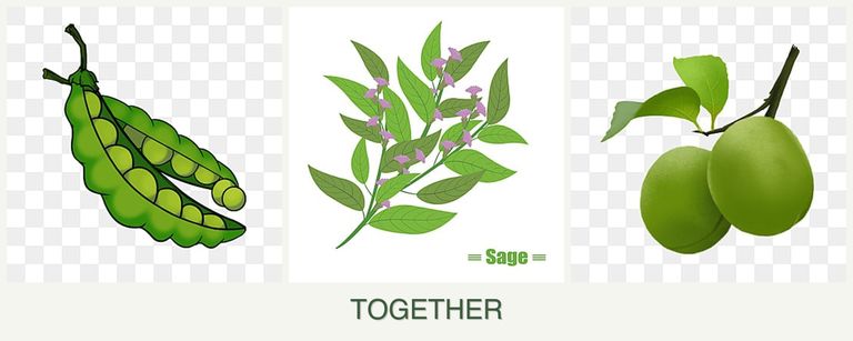 Can you plant peas, sage and plums together?