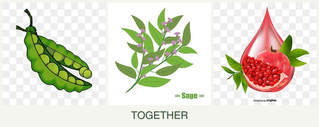 Can you plant peas, sage and pomegranates together?