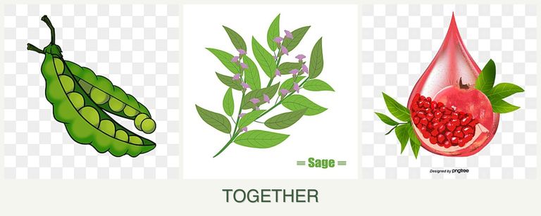 Can you plant peas, sage and pomegranates together?