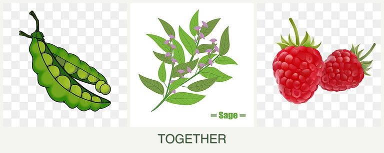 Can you plant peas, sage and raspberries together?