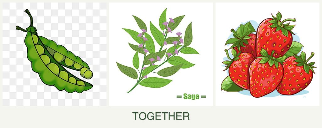 Can you plant peas, sage and strawberries together?
