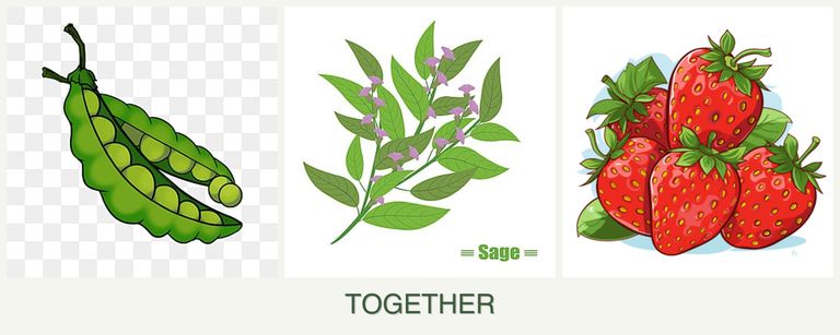 Can you plant peas, sage and strawberries together?