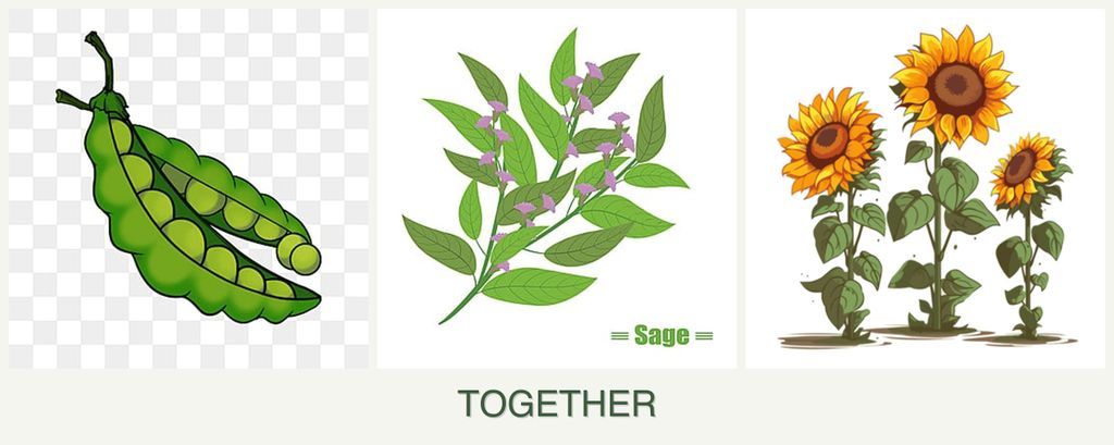 Can you plant peas, sage and sunflowers together?