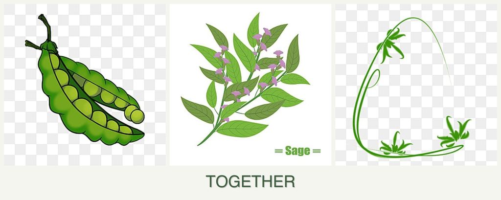 Can you plant peas, sage and tarragon together?