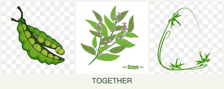 Can you plant peas, sage and tarragon together?