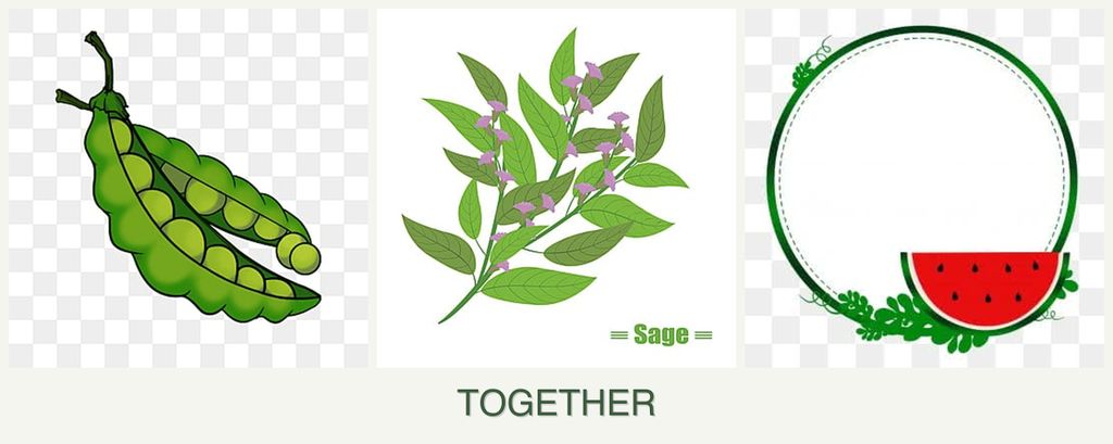 Can you plant peas, sage and watermelons together?