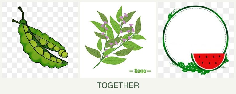 Can you plant peas, sage and watermelons together?