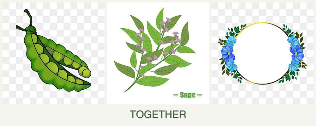 Can you plant peas, sage and zinnias together?