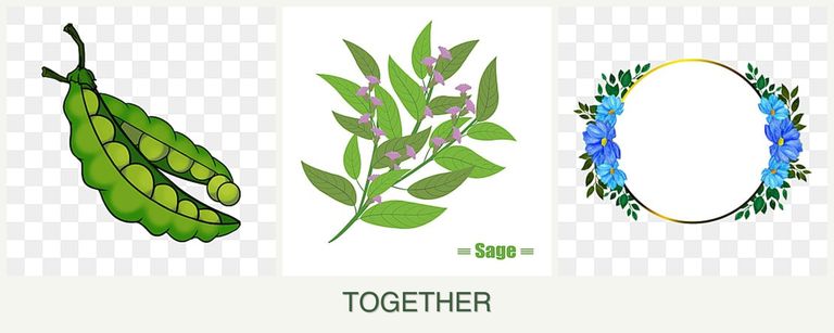 Can you plant peas, sage and zinnias together?