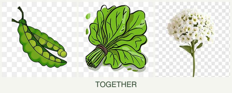 Can you plant peas, spinach and alyssum together?