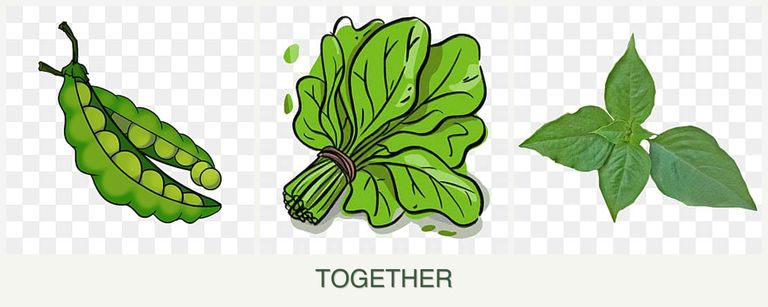 Can you plant peas, spinach and basil together?