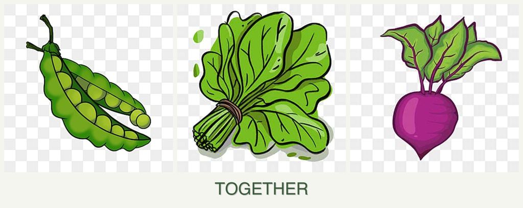 Can you plant peas, spinach and beets together?