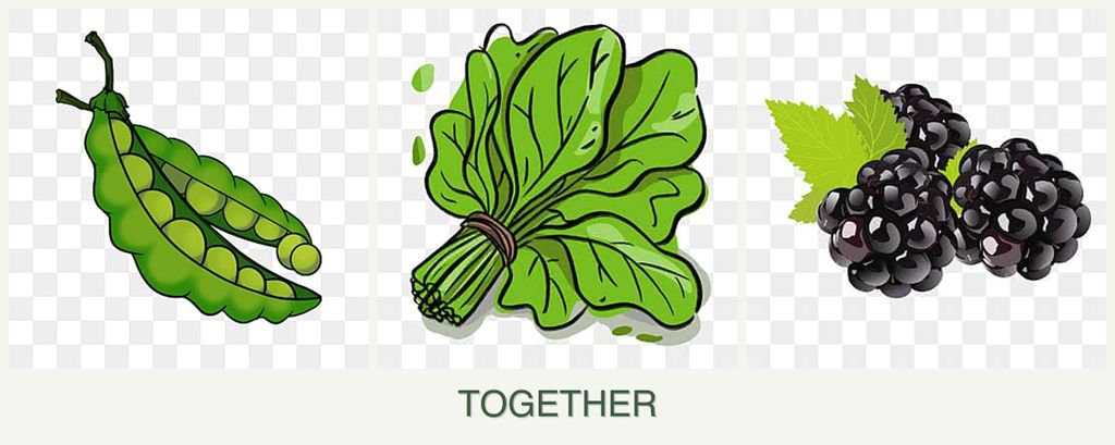 Can you plant peas, spinach and blackberries together?