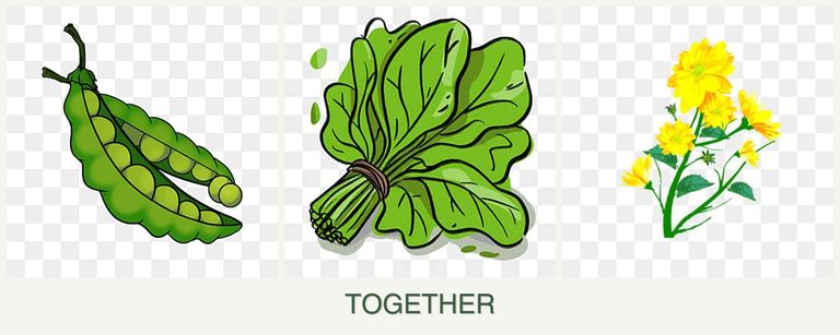 Can you plant peas, spinach and calendula together?