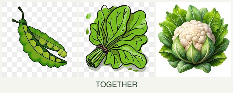 Can you plant peas, spinach and cauliflower together?
