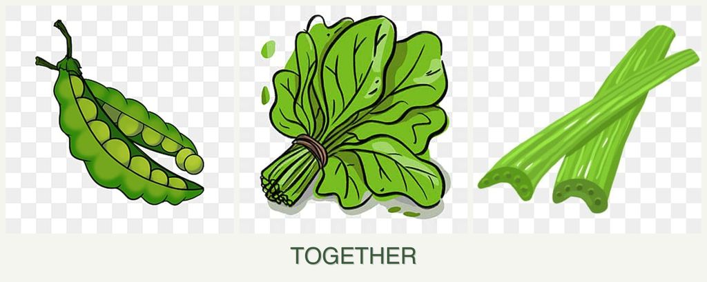 Can you plant peas, spinach and celery together?