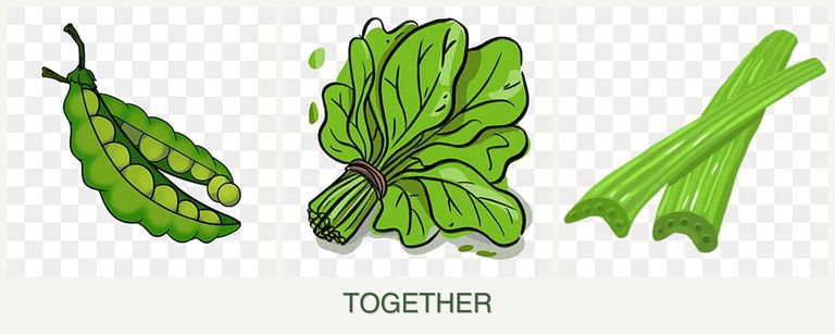 Can you plant peas, spinach and celery together?