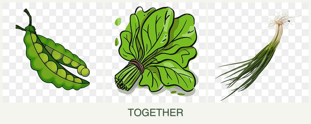 Can you plant peas, spinach and chives together?
