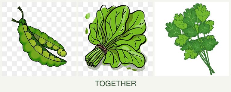 Can you plant peas, spinach and cilantro together?