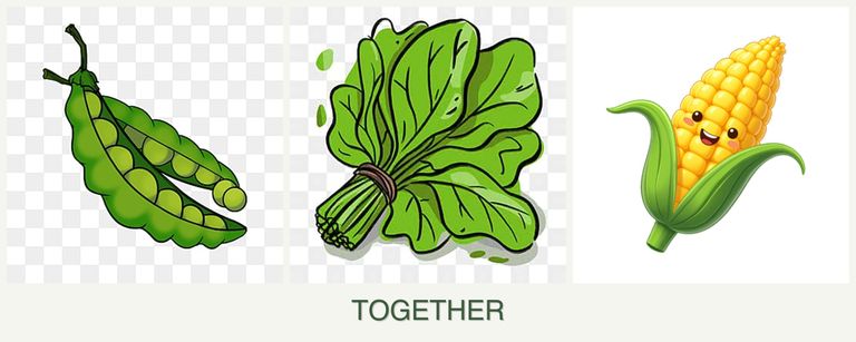 Can you plant peas, spinach and corn together?