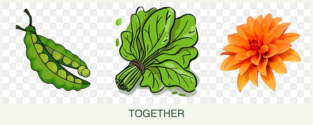 Can you plant peas, spinach and dahlias together?