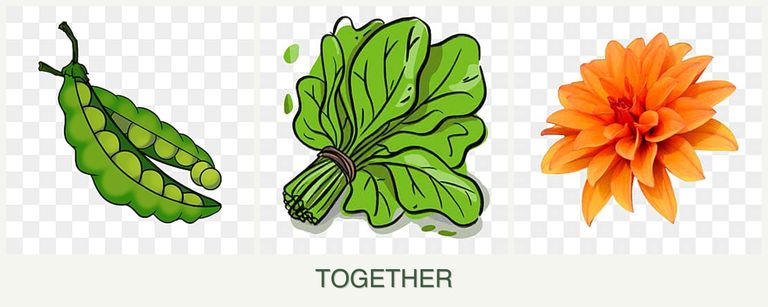 Can you plant peas, spinach and dahlias together?