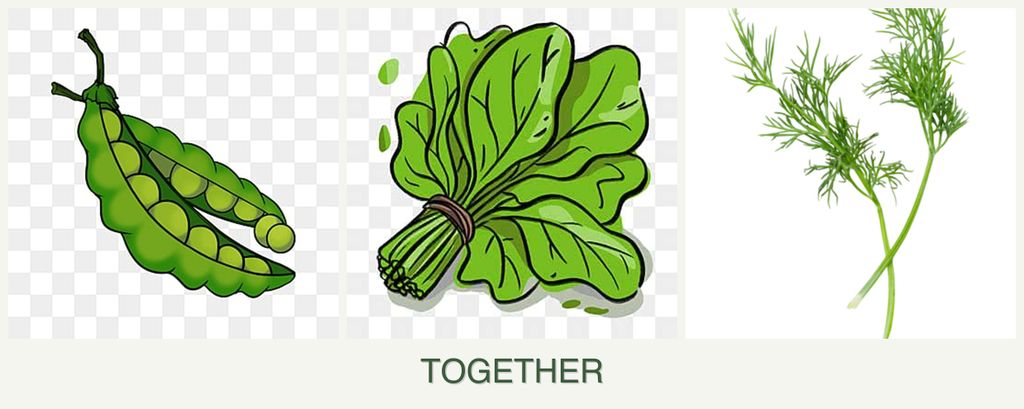 Can you plant peas, spinach and dill together?