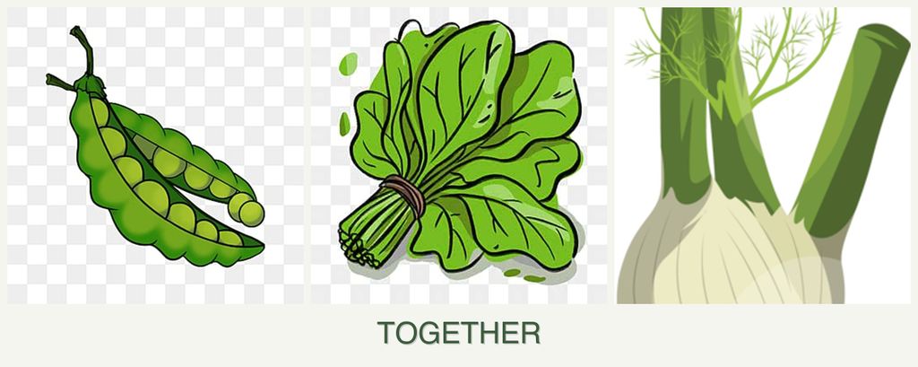 Can you plant peas, spinach and fennel together?