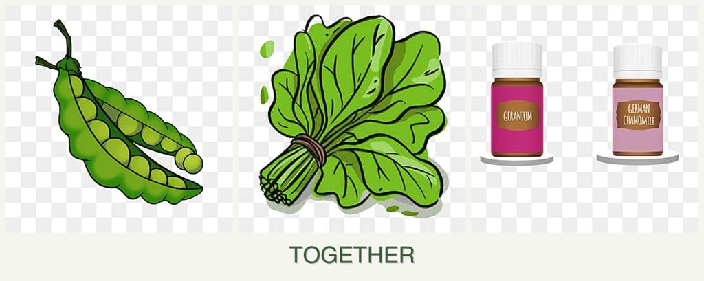 Can you plant peas, spinach and geraniums together?