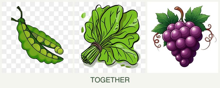 Can you plant peas, spinach and grapes together?