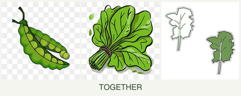 Can you plant peas, spinach and kale together?
