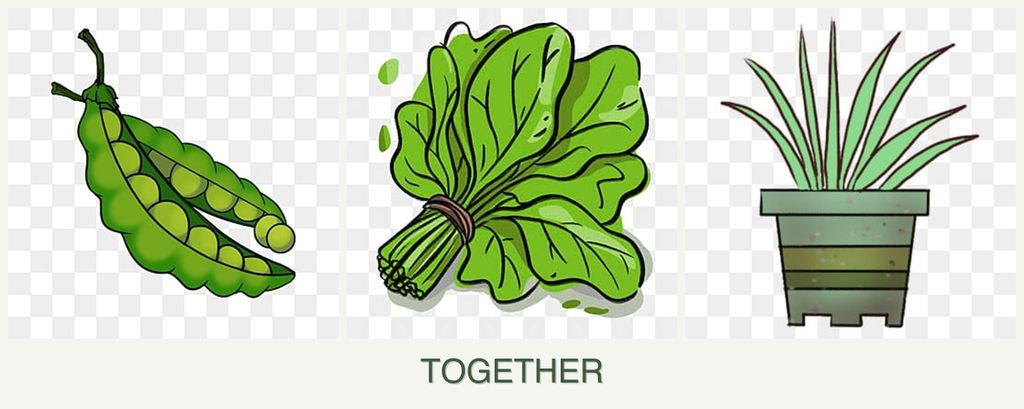 Can you plant peas, spinach and lemongrass together?