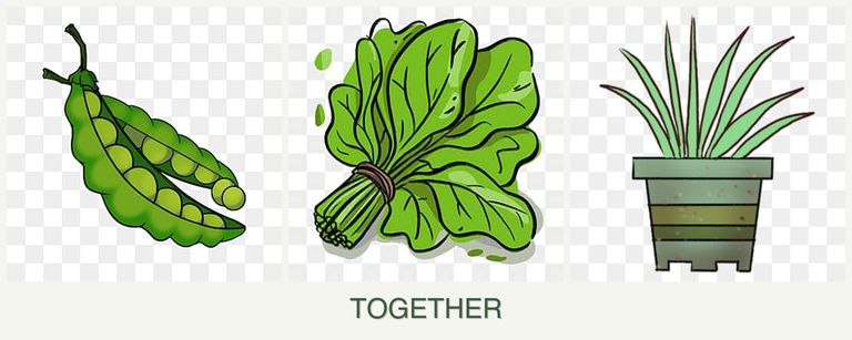 Can you plant peas, spinach and lemongrass together?