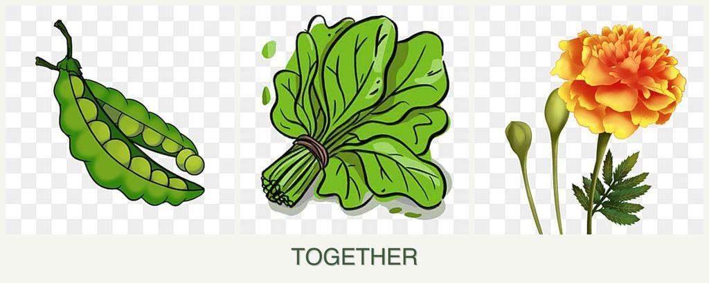 Can you plant peas, spinach and marigolds together?