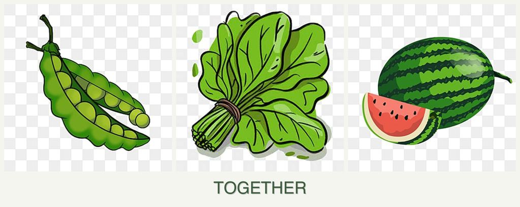 Can you plant peas, spinach and melons together?