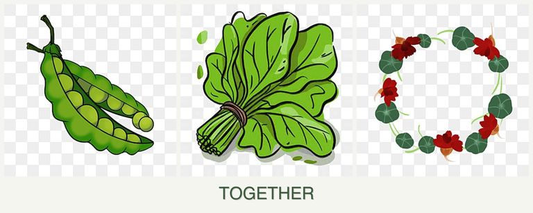 Can you plant peas, spinach and nasturtiums together?