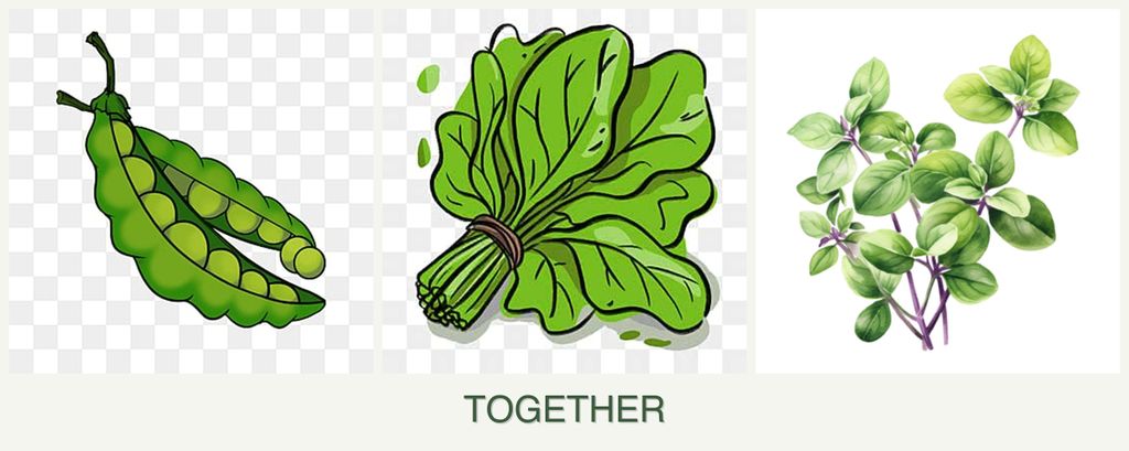 Can you plant peas, spinach and oregano together?