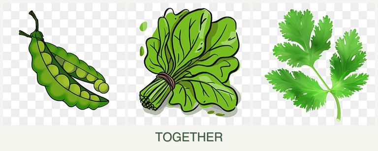 Can you plant peas, spinach and parsley together?