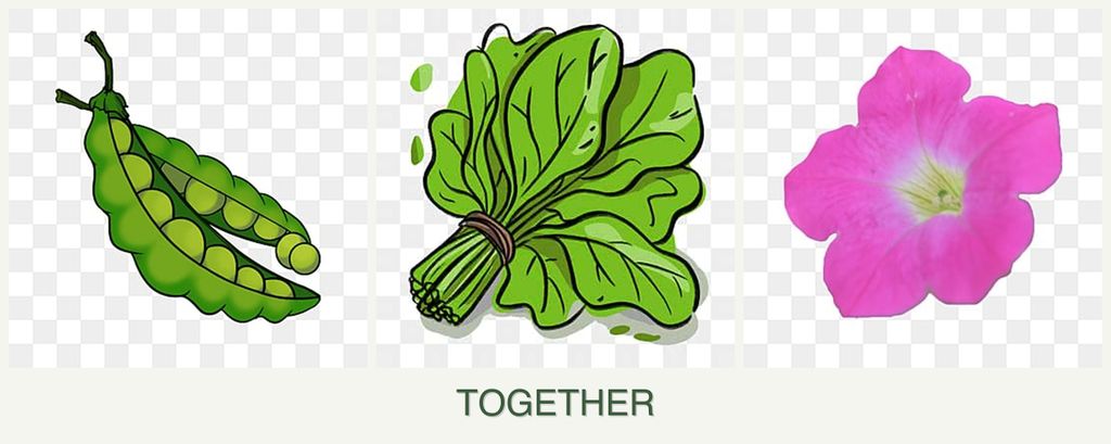 Can you plant peas, spinach and petunias together?