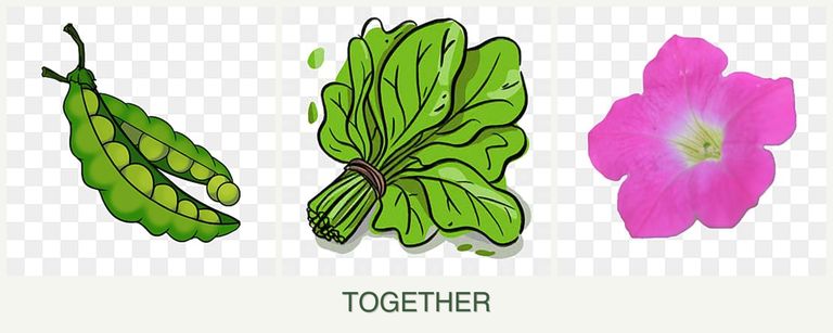 Can you plant peas, spinach and petunias together?