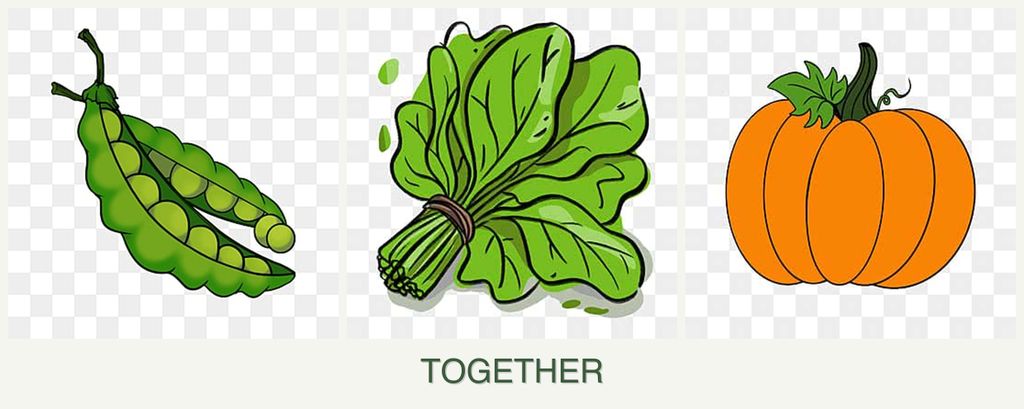 Can you plant peas, spinach and pumpkin together?