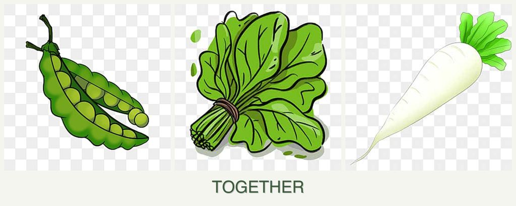 Can you plant peas, spinach and radishes together?