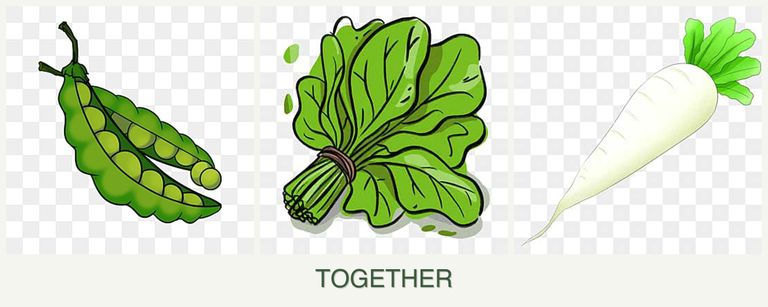 Can you plant peas, spinach and radishes together?