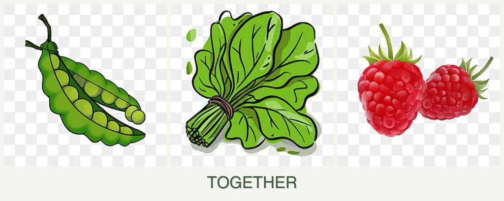 Can you plant peas, spinach and raspberries together?